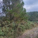 Pinus radiata D. DonPinus radiata D. Don