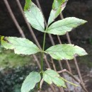 Sambucus nigra L.Sambucus nigra L.