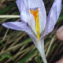 Crocus nudiflorus Sm.Crocus nudiflorus Sm.