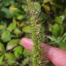 Setaria faberi Herm.Setaria faberi Herm.