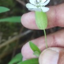 Silene uniflora RothSilene uniflora Roth