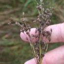 Juncus maritimus Lam.Juncus maritimus Lam.