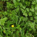 Ranunculus repens L.Ranunculus repens L.