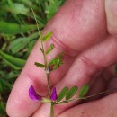 Vicia sativa L. subsp. nigra Ehrh.Vicia sativa L. subsp. nigra Ehrh.
