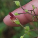 Scrophularia scorodonia L.Scrophularia scorodonia L.