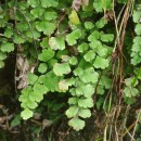 Adiantum capillus-veneris L.Adiantum capillus-veneris L.