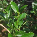 Euonymus japonicus L.Euonymus japonicus L.