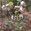 Helichrysum foetidum (L.) Cass.Helichrysum foetidum (L.) Cass.