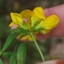 Lotus pedunculatus Cav.Lotus pedunculatus Cav.