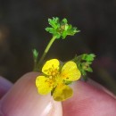 Potentilla erecta (L.) Raeusch.Potentilla erecta (L.) Raeusch.