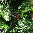 Alcedo atthis (Linnaeus, 1758)Alcedo atthis (Linnaeus, 1758)