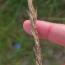 Ammophila arenaria (L.) LinkAmmophila arenaria (L.) Link