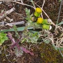 Senecio vulgaris L.Senecio vulgaris L.