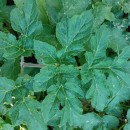 Heracleum sphondylium L. subsp. sphondyliumHeracleum sphondylium L. subsp. sphondylium