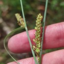 Carex flacca Schreb. subsp. erythrostachys (Hoppe) HolubCarex flacca Schreb. subsp. erythrostachys (Hoppe) Holub
