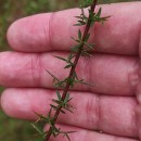 Genista triacanthos Brot.Genista triacanthos Brot.