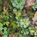 Saxifraga spathularis Brot.Saxifraga spathularis Brot.