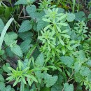 Galium aparine L.Galium aparine L.