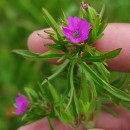 Geranium dissectum L.Geranium dissectum L.