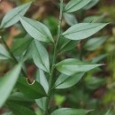 Ruscus aculeatus L.Ruscus aculeatus L.