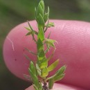 Lysimachia linum-stellatum L.Lysimachia linum-stellatum L.