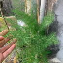 Foeniculum vulgare Mill.Foeniculum vulgare Mill.