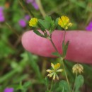 Trifolium dubium Sibth.Trifolium dubium Sibth.