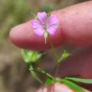 Geranium columbinum L.Geranium columbinum L.