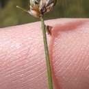 Isolepis cernua (Vahl) Roem. & Schult.Isolepis cernua (Vahl) Roem. & Schult.