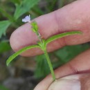 Verbena officinalis L.Verbena officinalis L.