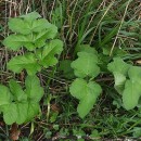 Heracleum sphondylium L. subsp. sphondyliumHeracleum sphondylium L. subsp. sphondylium