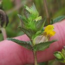Rhinanthus minor L.Rhinanthus minor L.