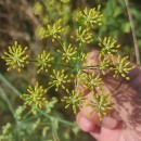 Foeniculum vulgare Mill.Foeniculum vulgare Mill.