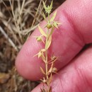 Lysimachia linum-stellatum L.Lysimachia linum-stellatum L.