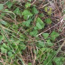 Hedera canariensis Willd.Hedera canariensis Willd.