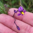 Solanum dulcamara L.Solanum dulcamara L.