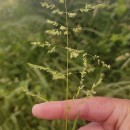 Poa nemoralis L.Poa nemoralis L.