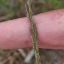 Agrostis canina L.Agrostis canina L.