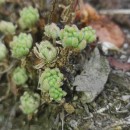 Sedum hirsutum All.Sedum hirsutum All.