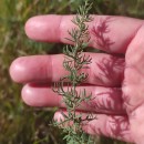 Genista anglica L.Genista anglica L.