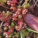 Sedum arenarium Brot.Sedum arenarium Brot.