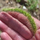 Setaria faberi Herm.Setaria faberi Herm.