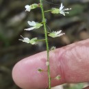 Circaea lutetiana L.Circaea lutetiana L.