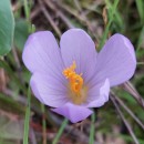 Crocus serotinus  Salisb.Crocus serotinus  Salisb.