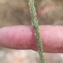 Sporobolus indicus (L.) R. Br.Sporobolus indicus (L.) R. Br.