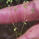 Radiola linoides RothRadiola linoides Roth