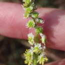 Sesamoides suffruticosa (Lange) KuntzeSesamoides suffruticosa (Lange) Kuntze