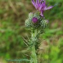 Cirsium palustre (L.) Coss. ex Scop.Cirsium palustre (L.) Coss. ex Scop.
