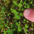 Sedum anglicum Huds.Sedum anglicum Huds.