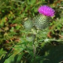 Cirsium vulgare (Savi) Ten.Cirsium vulgare (Savi) Ten.